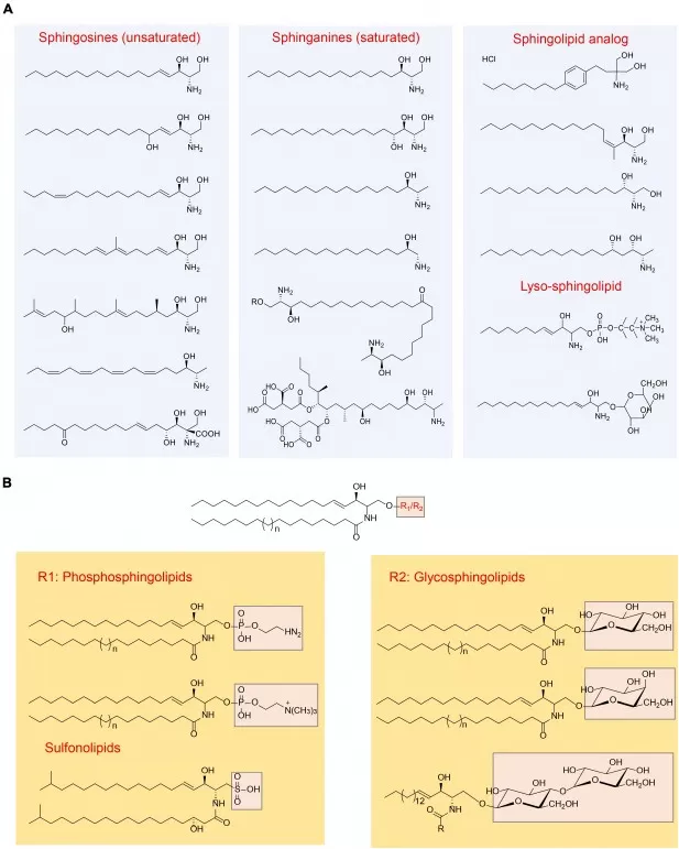 Overview of sphingolipid structures showing long-chain bases (sphingosines, sphinganines, analogs, lyso-forms) and headgroup classes—R1: phosphosphingolipids including phosphocholine (sphingomyelin structure), R2: glycosphingolipids; generic ceramide backbone highlighted.